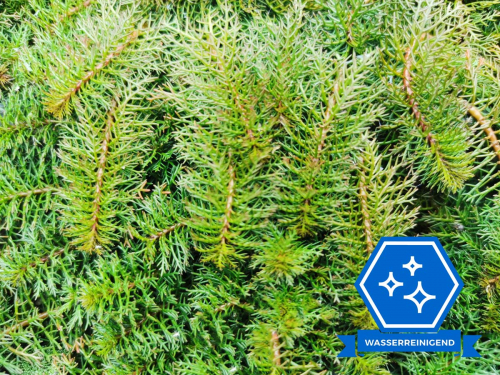 quirliges Tausendblatt